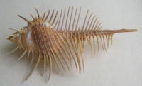 Murex pecten - GIANT , Lightfoot, J., 1786